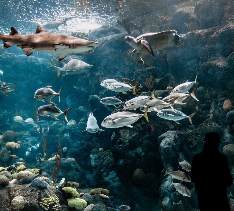 The Florida Aquarium (Tampa,&nbspFL)